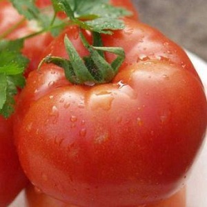 An early rich harvest to the delight of every summer resident - tomato Polbig