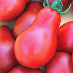 Distinctive characteristics of the fruits of the tomato variety Pear pink