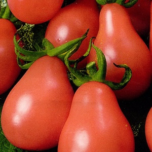 Distinctive characteristics of the fruits of the tomato variety Pear pink