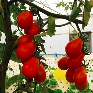Distinctive characteristics of the fruits of the tomato variety Pear pink