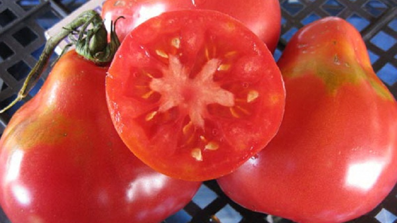 Distinctive characteristics of the fruits of the tomato variety Pear pink