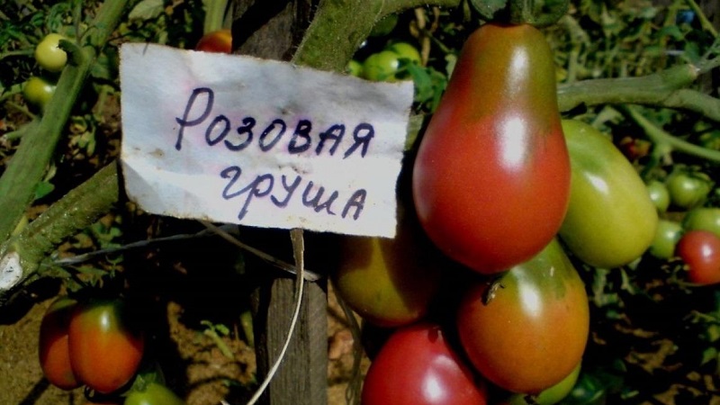 Distinctive characteristics of the fruits of the tomato variety Pear pink