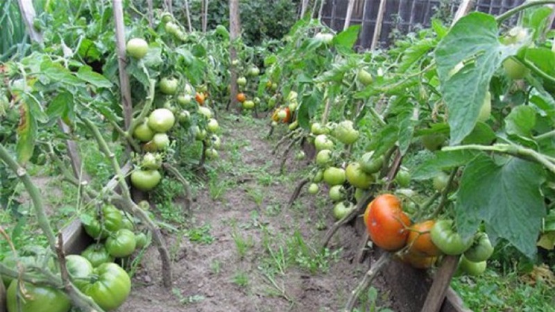 Gardeners' favorite tomatoes Bread Salted: we will grow a rich crop, despite the weather conditions