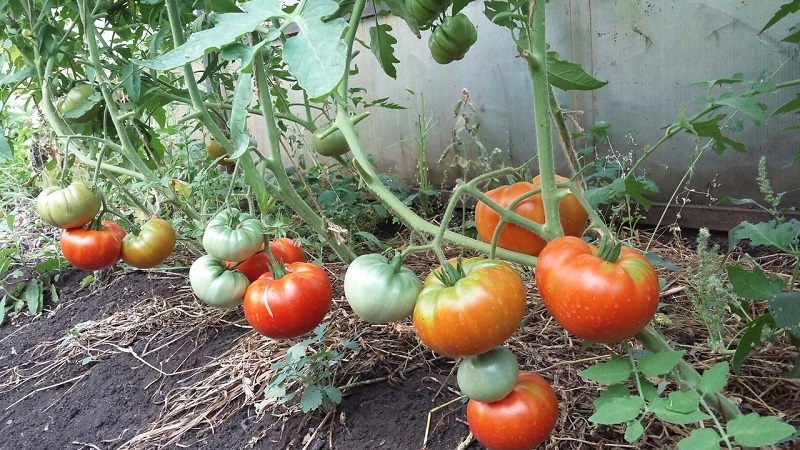 Gardeners' favorite tomatoes Bread Salted: we will grow a rich harvest, despite the weather conditions