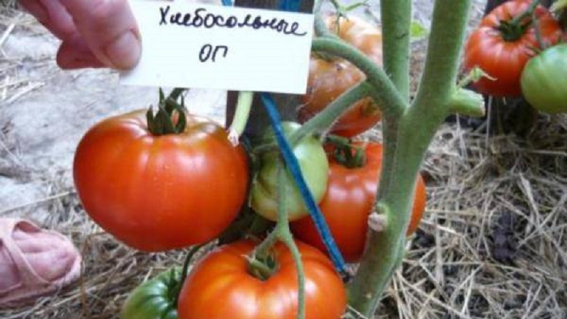 Gardeners' favorite tomatoes Bread Salted: we will grow a rich harvest, despite the weather conditions