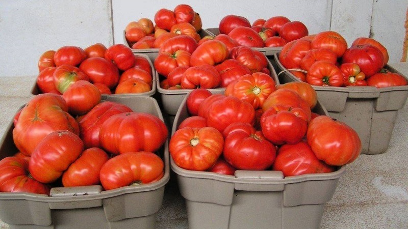 Gardeners' favorite tomatoes Bread Salted: we will grow a rich harvest, despite the weather conditions