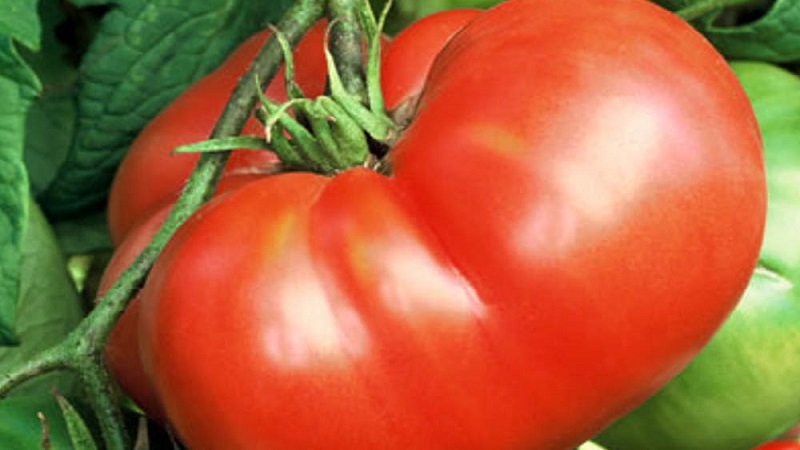 Gardeners' favorite tomatoes Bread Salted: we will grow a rich harvest, despite the weather conditions