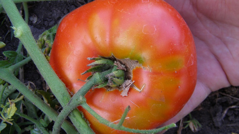 Gardeners' favorite tomatoes Bread Salted: we will grow a rich crop, despite the weather conditions