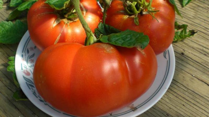 Gardeners' favorite tomatoes Bread Salted: we will grow a rich harvest, despite the weather conditions