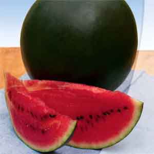 An early ripening sweet variety of watermelon Spark resistant to diseases and unpretentious in care