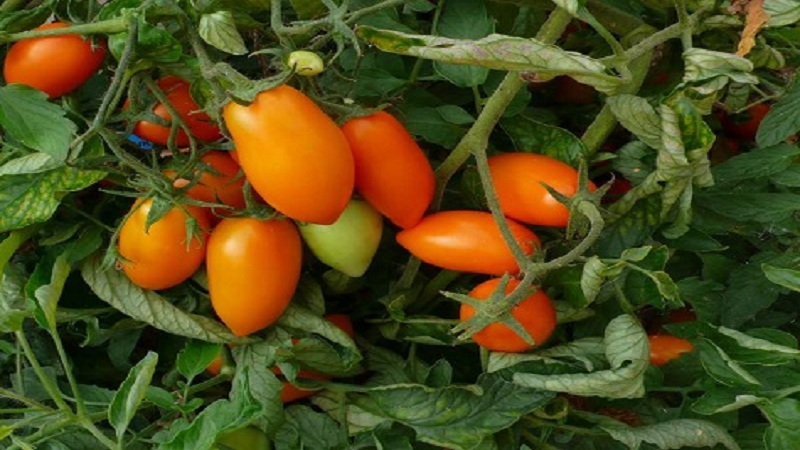 Extremely viable, tasty and prolific Chanterelle tomato