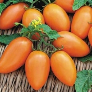 Extremely viable, tasty and prolific Chanterelle tomato