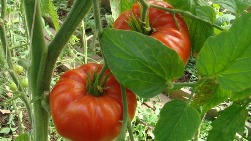 To what extent is the Eternal Call tomato disease resistant and what can increase its yield