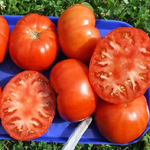 To what extent is the Eternal Call tomato disease resistant and what can increase its yield