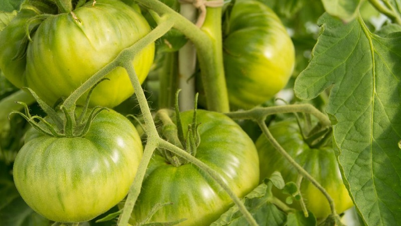 To what extent is the Eternal Call tomato disease resistant and what can increase its yield