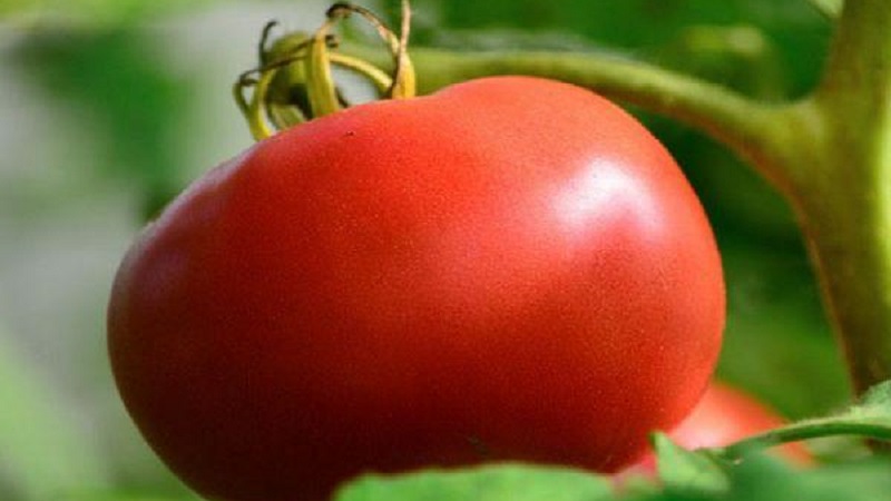 To what extent is the Eternal Call tomato disease resistant and what can increase its yield