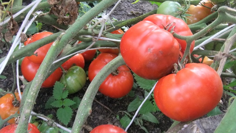 To what extent is the Eternal Call tomato disease resistant and what can increase its yield