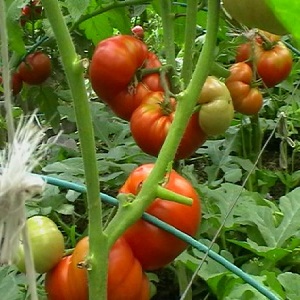 To what extent is the Eternal Call tomato disease resistant and what can increase its yield