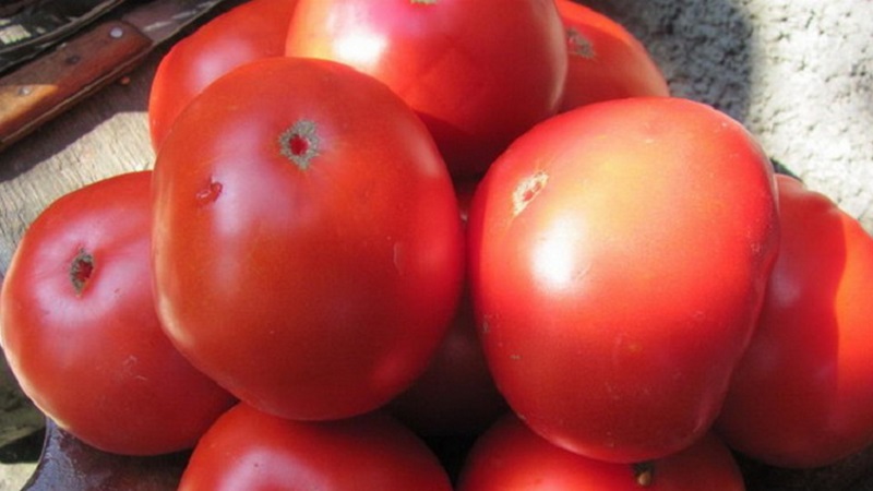 To what extent is the Eternal Call tomato disease resistant and what can increase its yield