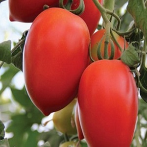 Hybrid tomato Empress: instructions for growing on your site from sowing to harvest