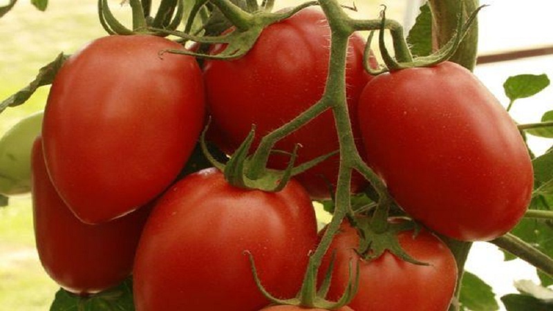Hybrid tomato Empress: instructions for growing on your site from sowing to harvest