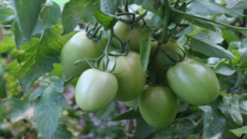 Hybrid tomato Empress: instructions for growing on your site from sowing to harvest