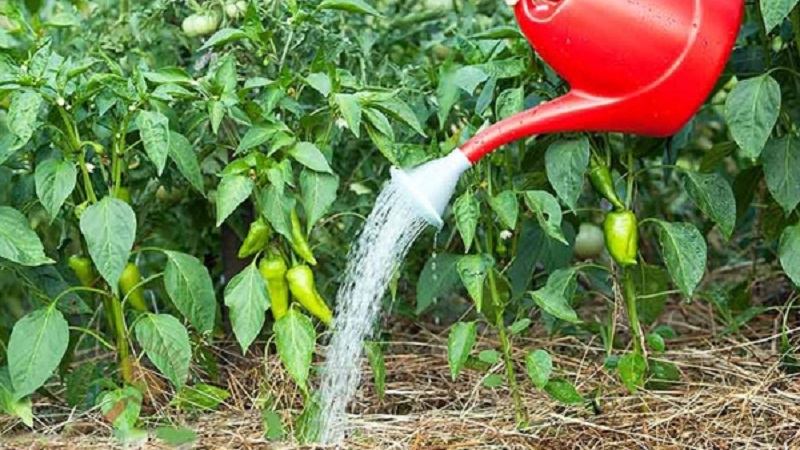 A unique variety with a rich harvest and excellent taste - Ivanhoe pepper: description and tips for growing