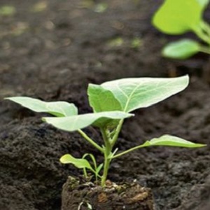 A unique variety with a rich harvest and excellent taste - Ivanhoe pepper: description and tips for growing