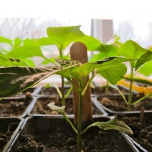 A unique variety with a rich harvest and excellent taste - Ivanhoe pepper: description and tips for growing