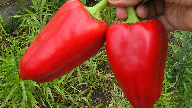 A unique variety with a rich harvest and excellent taste - Ivanhoe pepper: description and tips for growing