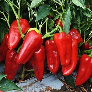 A unique variety with a rich harvest and excellent taste - Ivanhoe pepper: description and tips for growing