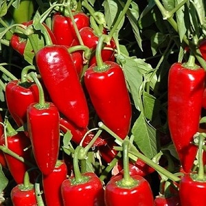 A unique variety with a rich harvest and excellent taste - Ivanhoe pepper: description and tips for growing