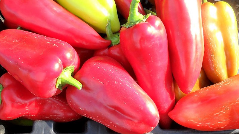 A unique variety with a rich harvest and excellent taste - Ivanhoe pepper: description and tips for growing