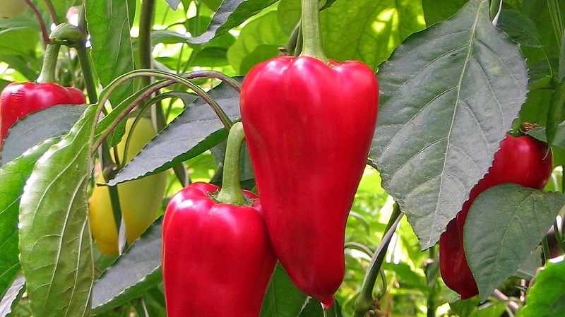 A unique variety with a rich harvest and excellent taste - Ivanhoe pepper: description and tips for growing