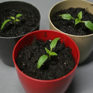 A unique variety with a rich harvest and excellent taste - Ivanhoe pepper: description and tips for growing