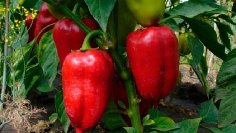 A unique variety with a rich harvest and excellent taste - Ivanhoe pepper: description and tips for growing