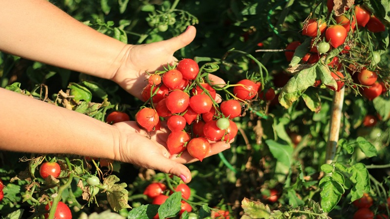 How to Grow Tomato Kiss Geranium with compact bushes, rich taste and stable yield