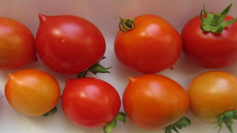 How to Grow Tomato Kiss Geranium with compact bushes, rich taste and stable yield