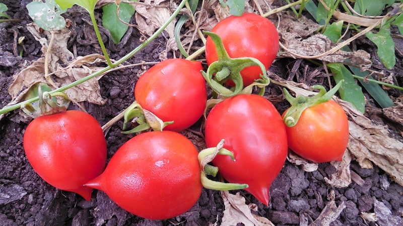 How to Grow Tomato Kiss Geranium with compact bushes, rich taste and stable yield