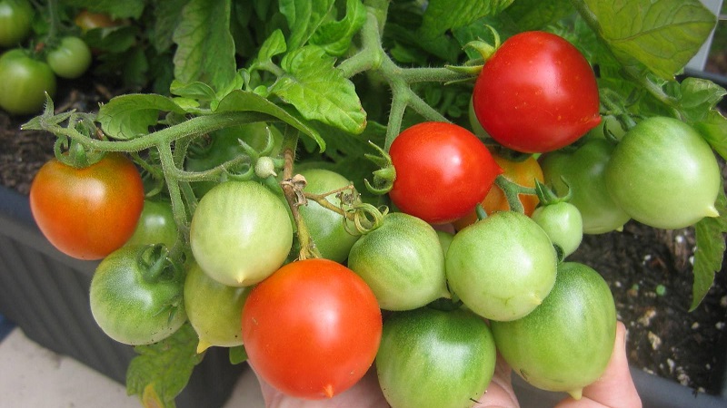 How to Grow Tomato Kiss Geranium with compact bushes, rich taste and stable yield