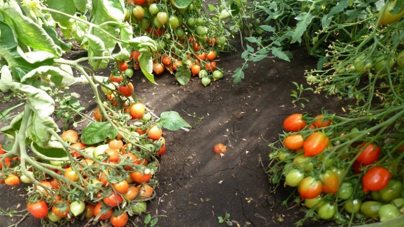 How to Grow Tomato Kiss Geranium with compact bushes, rich taste and stable yield