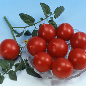 How to Grow Tomato Kiss Geranium with compact bushes, rich taste and stable yield