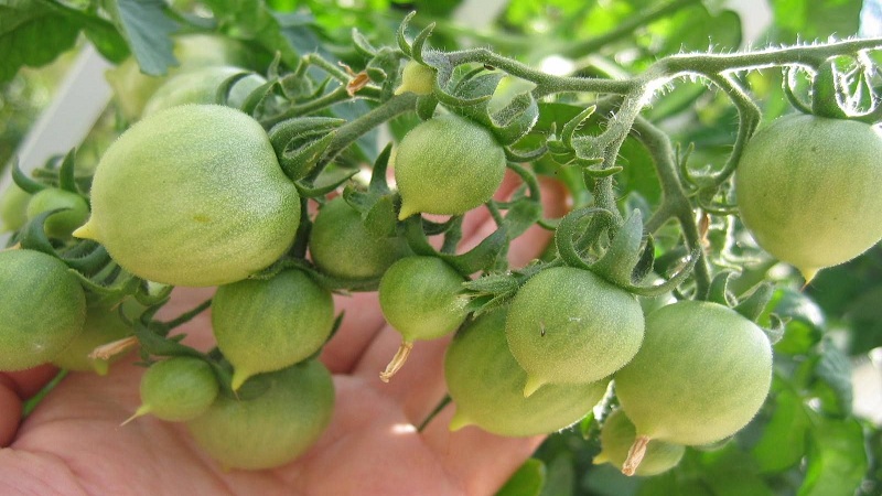 How to Grow Tomato Kiss Geranium with compact bushes, rich taste and stable yield