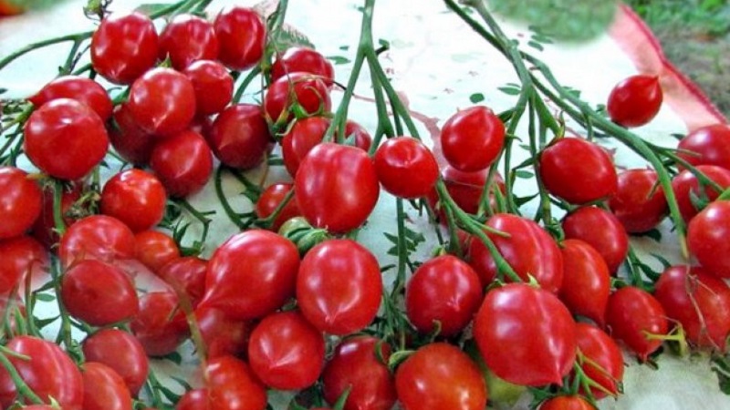 How to Grow Tomato Kiss Geranium with compact bushes, rich taste and stable yield