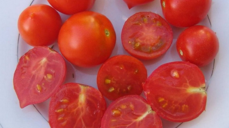 How to Grow Tomato Kiss Geranium with compact bushes, rich taste and stable yield