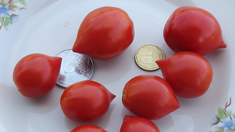How to Grow Tomato Kiss Geranium with compact bushes, rich taste and stable yield