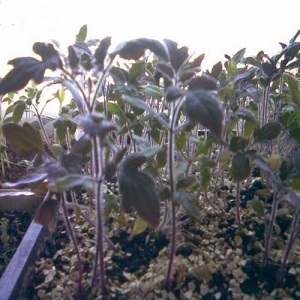 Purple spots appeared on tomato leaves: why this could happen and how to save your tomato crop