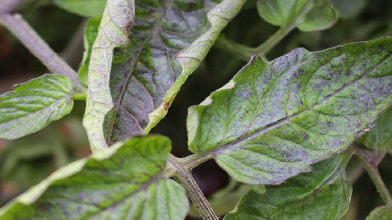 Purple spots appeared on tomato leaves: why this could happen and how to save your tomato crop