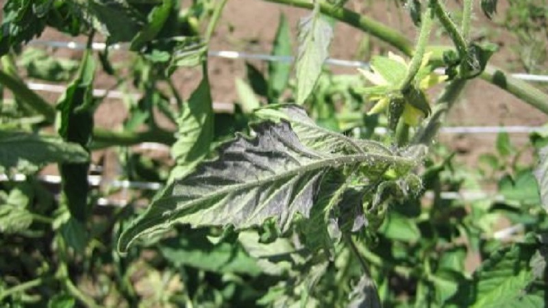 Purple spots appeared on tomato leaves: why this could happen and how to save your tomato crop