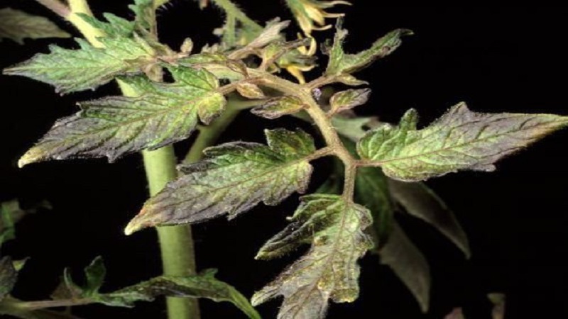 Purple spots appeared on tomato leaves: why this could happen and how to save your tomato crop